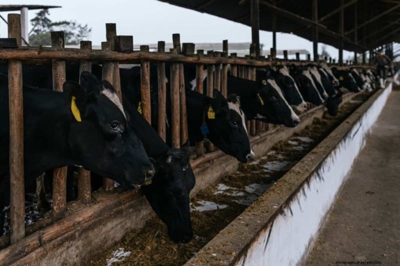 Organic Dairy Farming: A Comprehensive Guide to Sustainable Practices