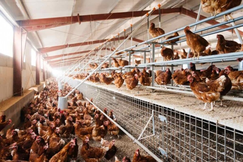 Dairy & Poultry Farming Management: Best Practices for Success