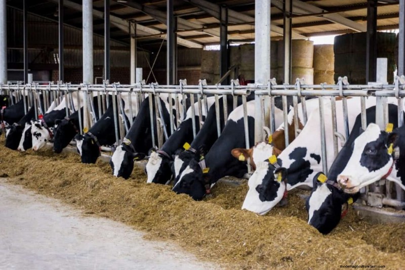Dairy & Poultry Farming Management: Best Practices for Success