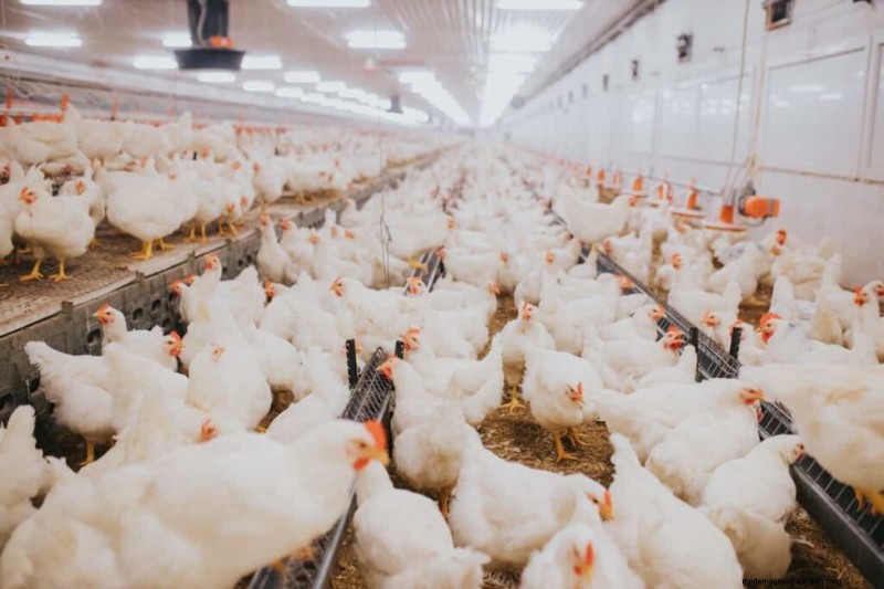 Dairy & Poultry Farming Management: Best Practices for Success