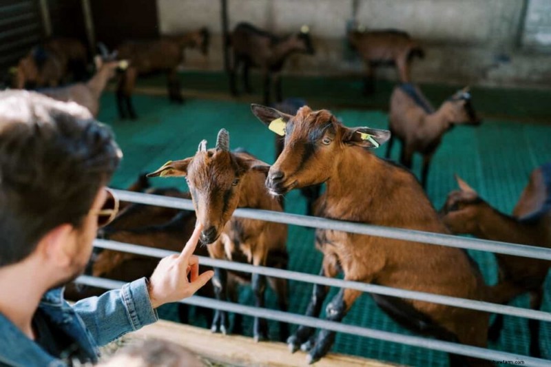 Baking Soda for Livestock: A Comprehensive Guide to Animal Health & Hygiene
