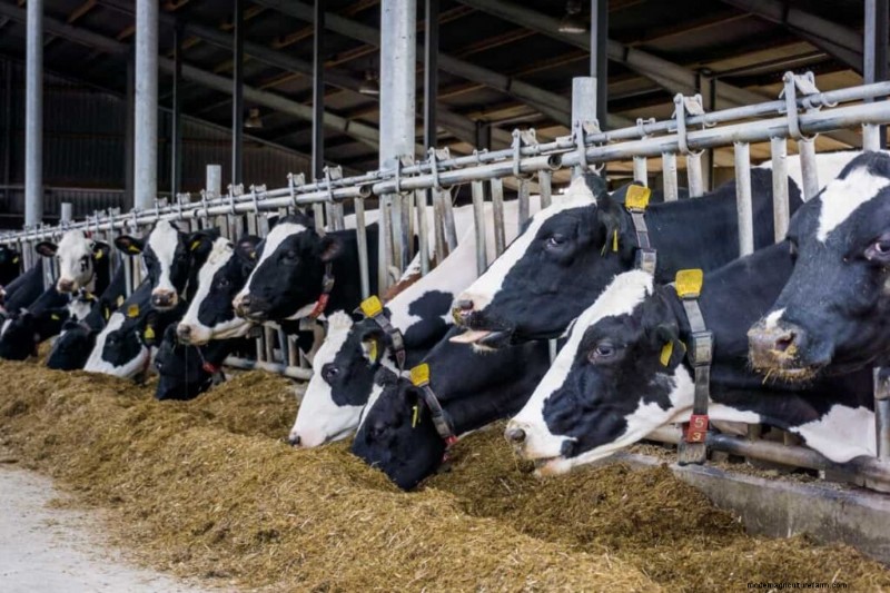 Baking Soda for Livestock: A Comprehensive Guide to Animal Health & Hygiene