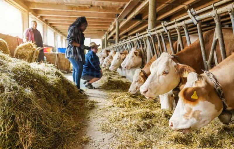 Natural Fly Repellents for Livestock: DIY Guide for Healthy Animals