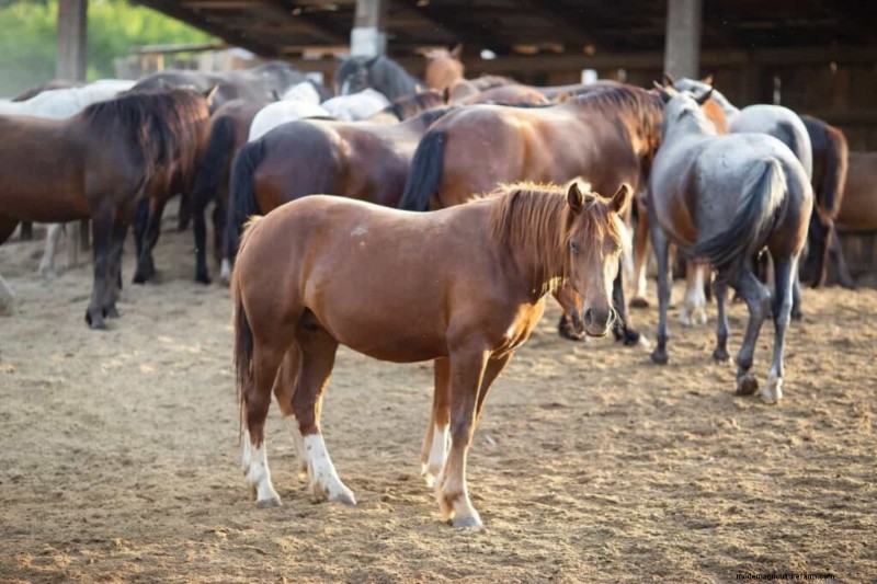 Natural Fly Repellents for Livestock: DIY Guide for Healthy Animals