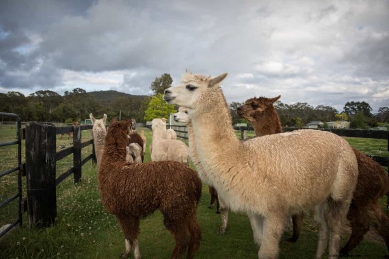 Alpaca Nutrition: Creating Tailored Feeding Plans for Optimal Health
