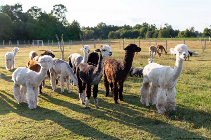 Alpaca Nutrition: Creating Tailored Feeding Plans for Optimal Health