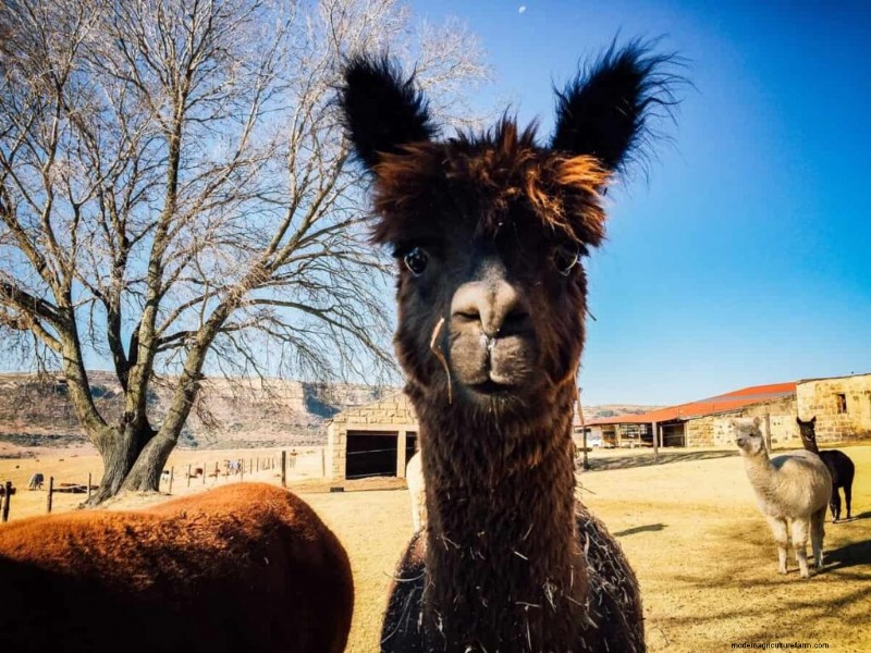 Alpaca Nutrition: Creating Tailored Feeding Plans for Optimal Health