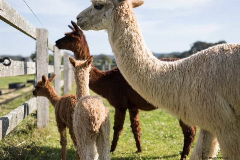 Alpaca Nutrition: Creating Tailored Feeding Plans for Optimal Health