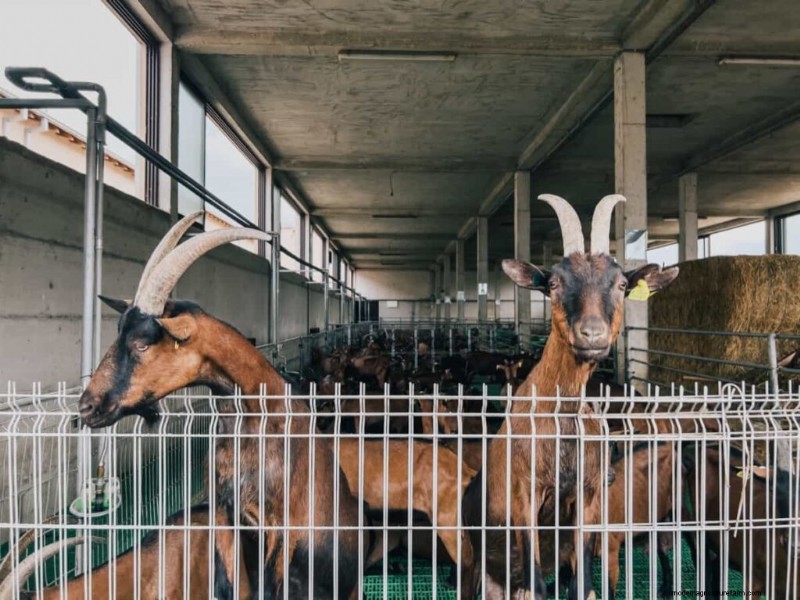 Goat Barn Construction: Essential Shelter Requirements for Healthy Goats