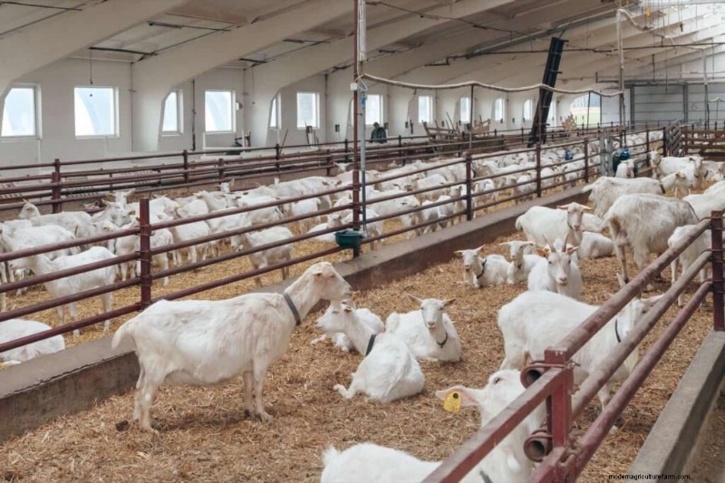Goat Barn Construction: Essential Shelter Requirements for Healthy Goats