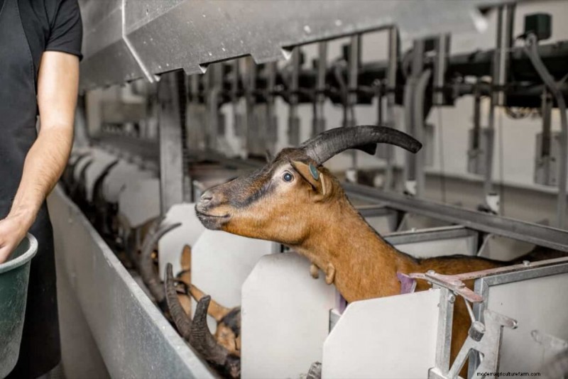 Goat Barn Construction: Essential Shelter Requirements for Healthy Goats