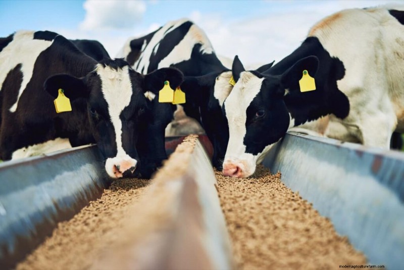 Optimizing Lactation: Proven Feed Formulas for High-Quality Milk