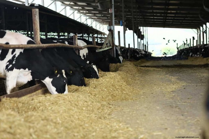 Optimizing Lactation: Proven Feed Formulas for High-Quality Milk