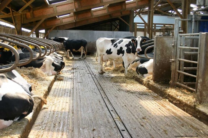 Optimizing Lactation: Proven Feed Formulas for High-Quality Milk