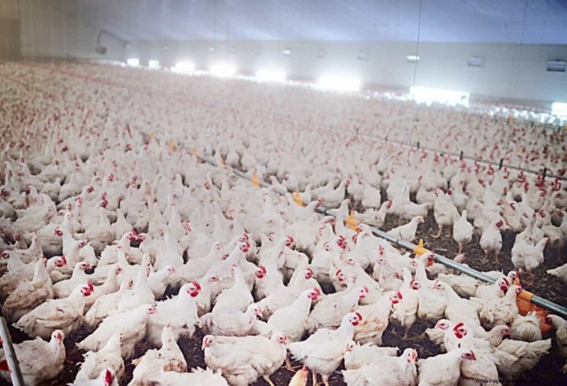 India s Meat Industry: Trends, Growth & Future Outlook