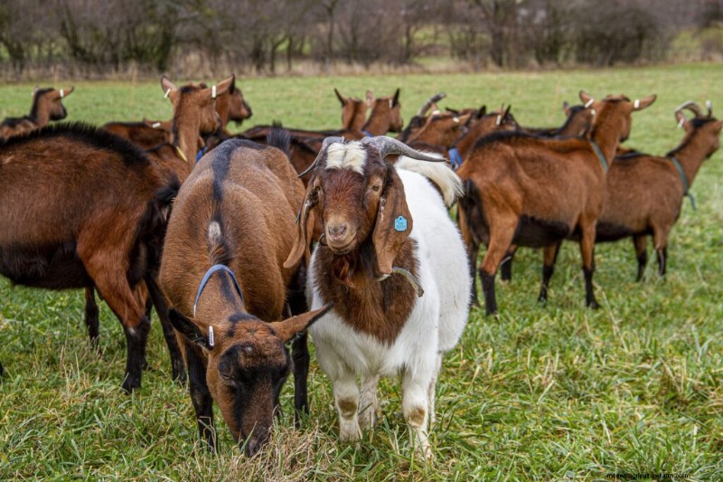India s Meat Industry: Trends, Growth & Future Outlook