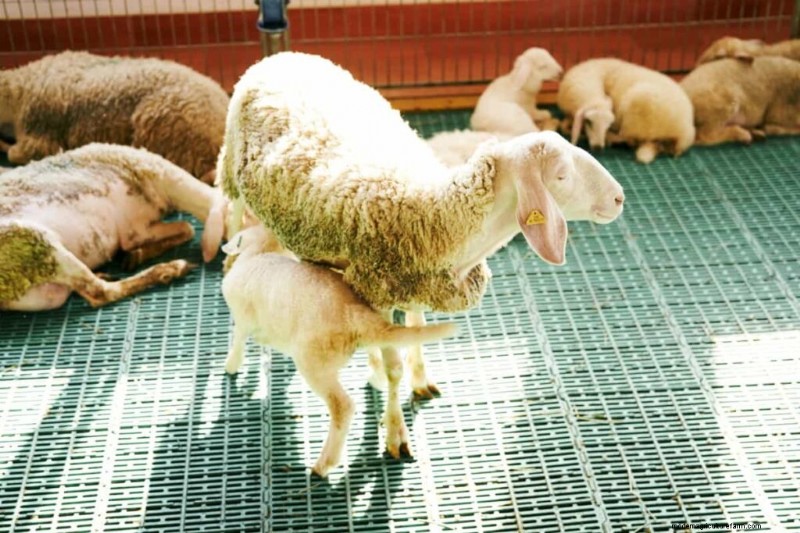 Sheep Farming in the Middle East: A Profitability Guide for Mutton Markets