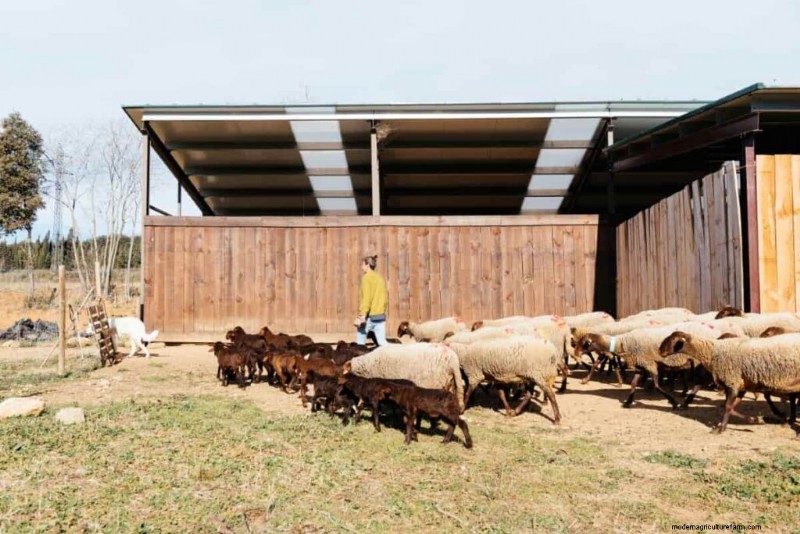 Sheep Farming in the Middle East: A Profitability Guide for Mutton Markets