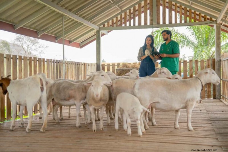 Sheep Farming in the Middle East: A Profitability Guide for Mutton Markets