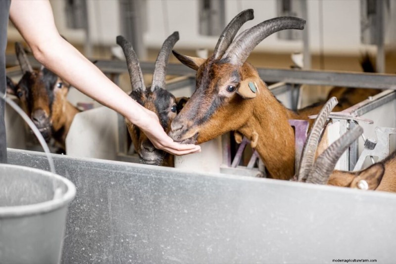 Starting a Goat Farm in Nigeria: Costs & Investment Guide