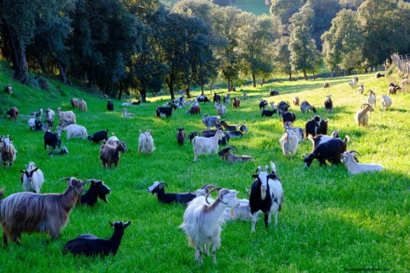 Starting a Goat Farm in Nigeria: Costs & Investment Guide