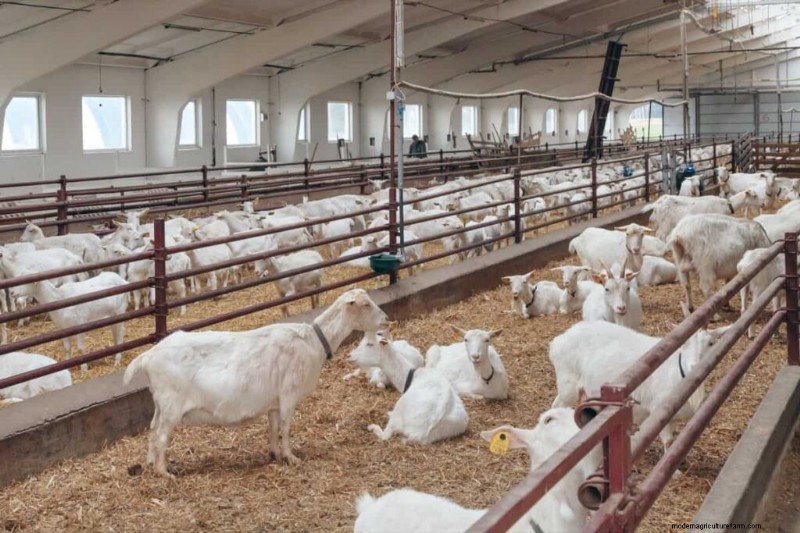 Starting a Goat Farm in Nigeria: Costs & Investment Guide