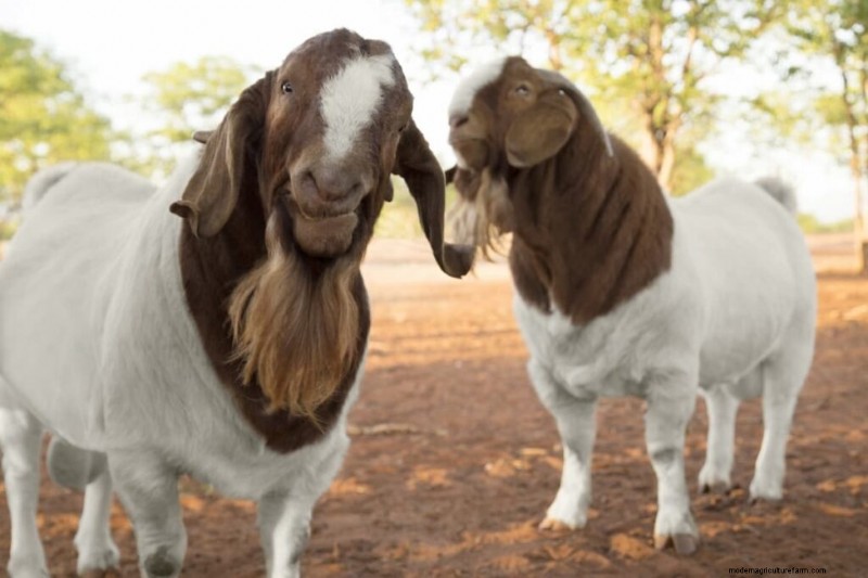 Boer Goat Farming: A Comprehensive Guide to Setup & Management
