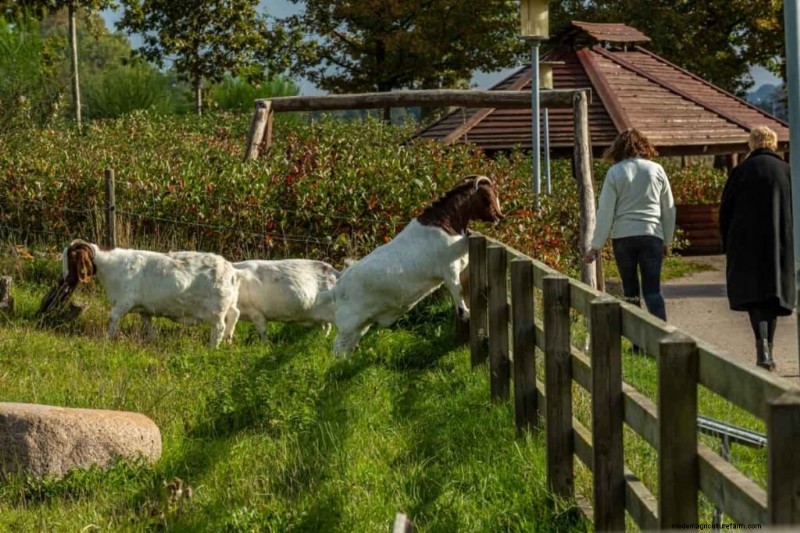 Boer Goat Farming: A Comprehensive Guide to Setup & Management