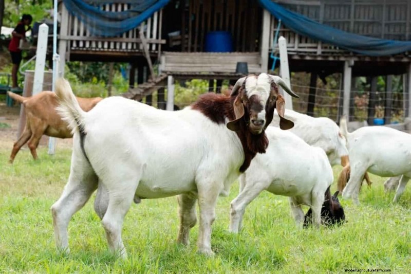 Boer Goat Farming: A Comprehensive Guide to Setup & Management