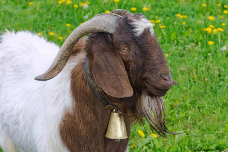 Boer Goat Farming: A Comprehensive Guide to Setup & Management