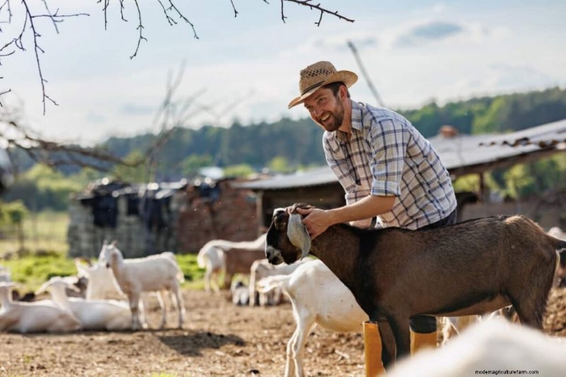 Starting a Goat Farm: A Comprehensive Business Plan Guide