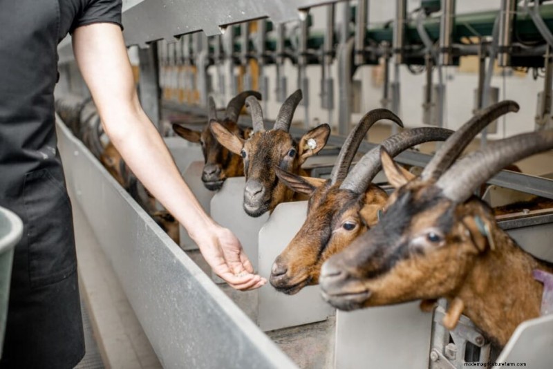 Starting a Goat Farm: A Comprehensive Business Plan Guide