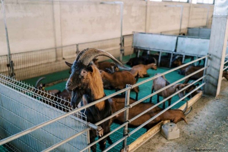 Starting a Goat Farm: A Comprehensive Business Plan Guide