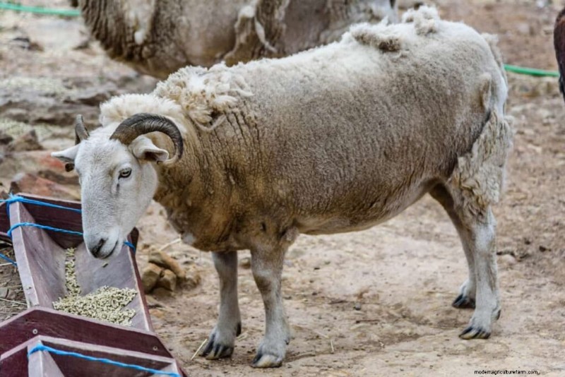 Maximize Sheep Weight Gain: A 3-Month Guide for Health & Profit