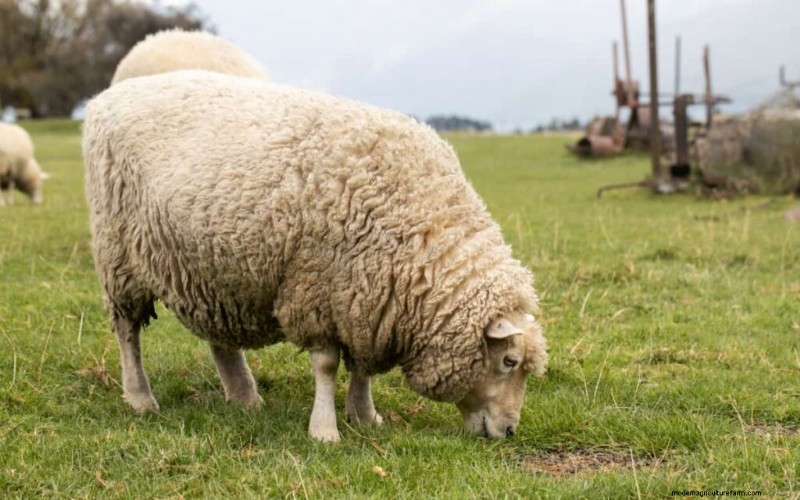 Maximize Sheep Weight Gain: A 3-Month Guide for Health & Profit