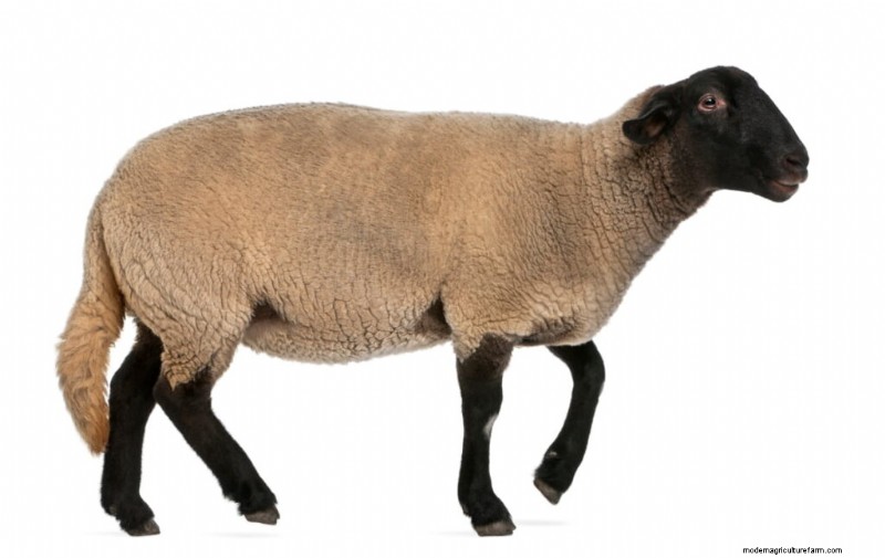 Maximize Sheep Weight Gain: A 3-Month Guide for Health & Profit