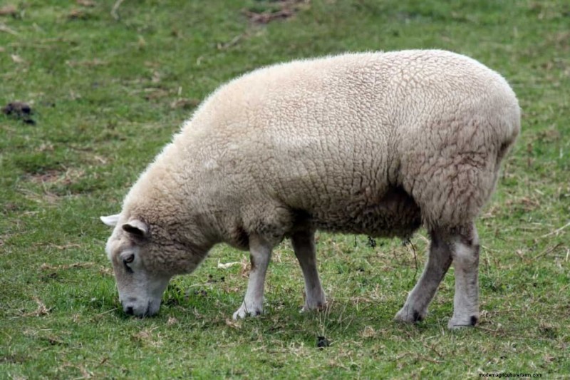 Maximize Sheep Weight Gain: A 3-Month Guide for Health & Profit