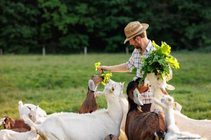 Natural Livestock Farming: Sustainable Practices for Health & Productivity