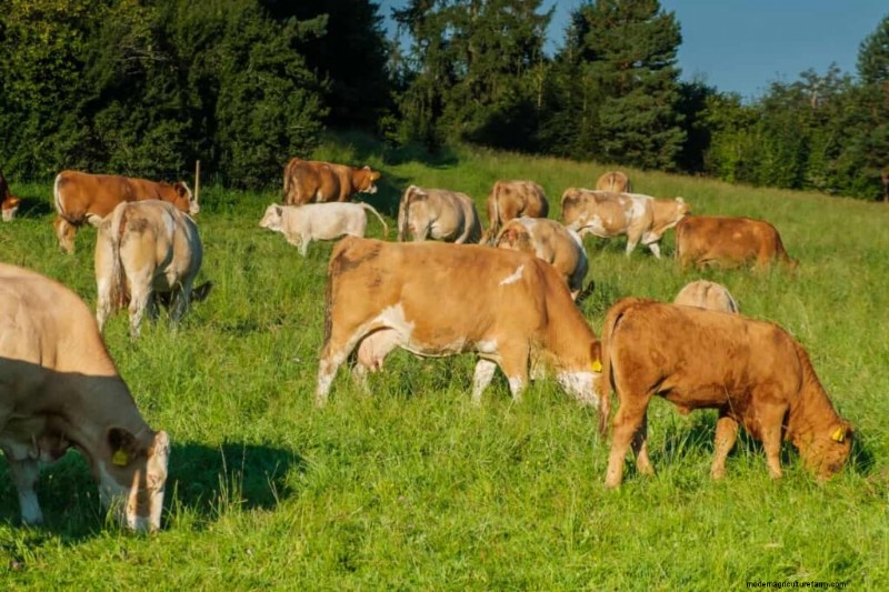 Natural Livestock Farming: Sustainable Practices for Health & Productivity