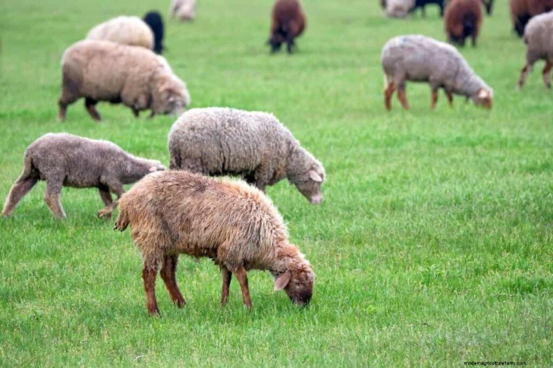 Natural Livestock Farming: Sustainable Practices for Health & Productivity