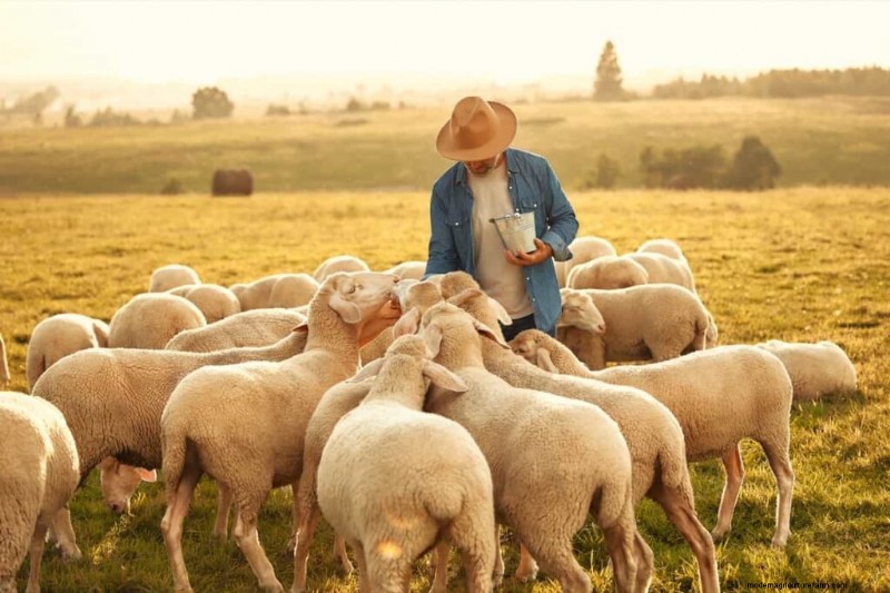 Boost Sheep Farming Profitability: A Comprehensive Guide