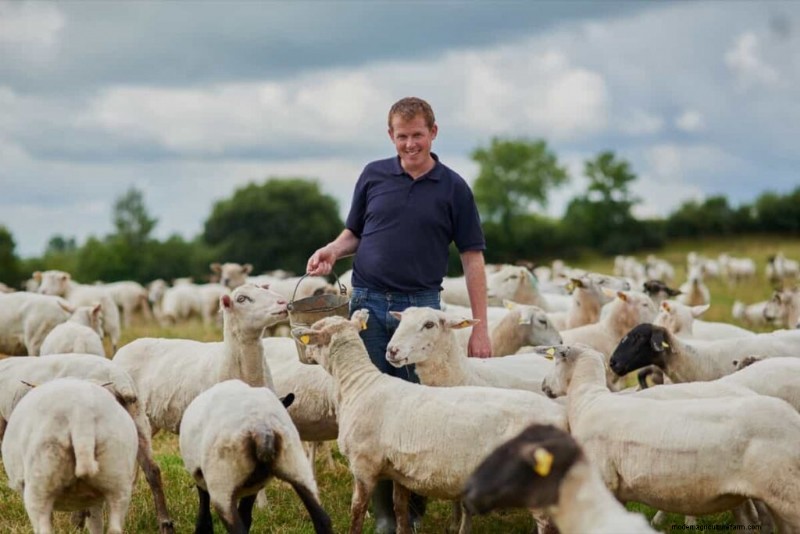 Boost Sheep Farming Profitability: A Comprehensive Guide