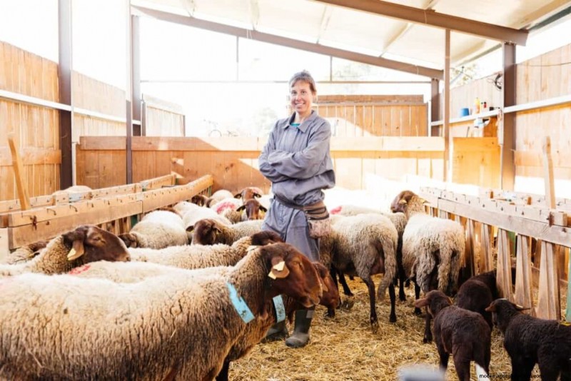 Boost Sheep Farming Profitability: A Comprehensive Guide