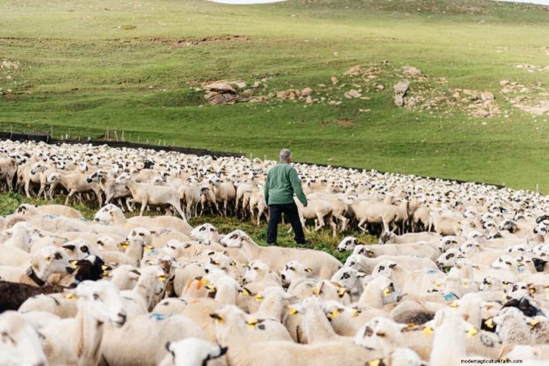 Boost Sheep Farming Profitability: A Comprehensive Guide