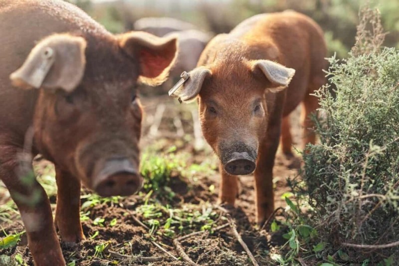 Backyard Pig Raising: A Complete Guide for Beginners