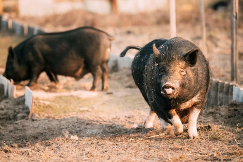 Backyard Pig Raising: A Complete Guide for Beginners