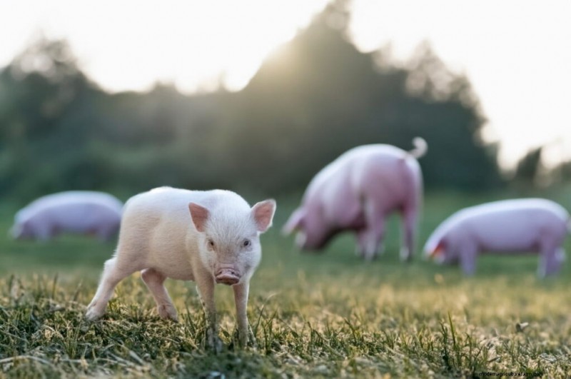 Backyard Pig Raising: A Complete Guide for Beginners