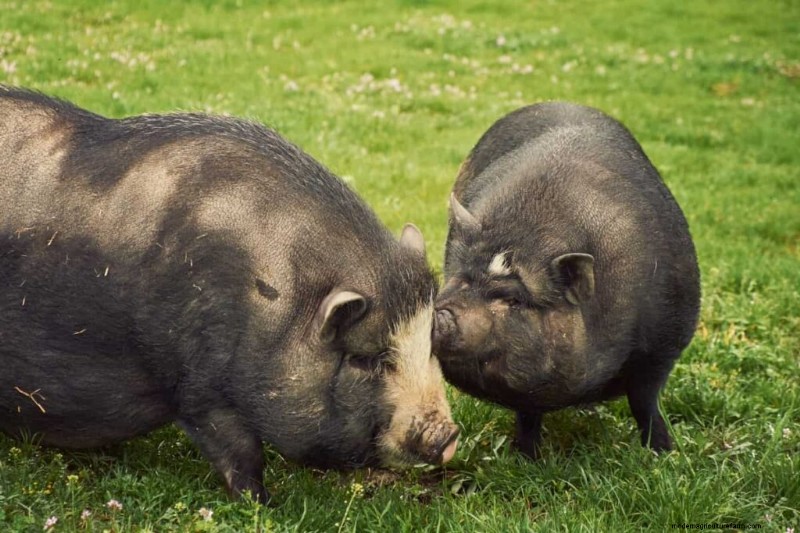 Backyard Pig Raising: A Complete Guide for Beginners