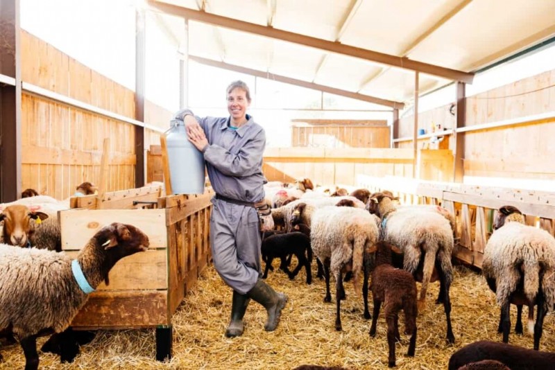 Cost-Effective Sheep Shed Construction: Budget-Friendly Ideas & Tips