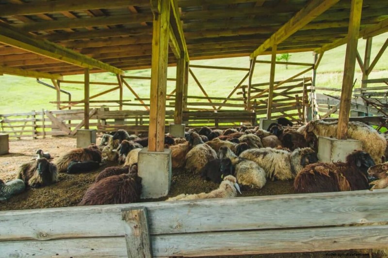 Cost-Effective Sheep Shed Construction: Budget-Friendly Ideas & Tips
